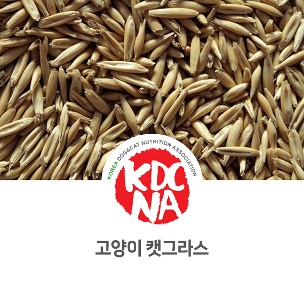  [반려동물 유용한 정보] 고양이 캣잎, 캣그라스 풀을 먹는다면?_584