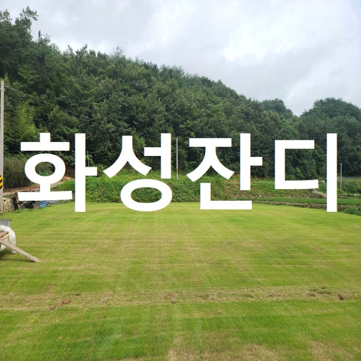  개혁의 상징, 경기도 화성에 잔디 배송