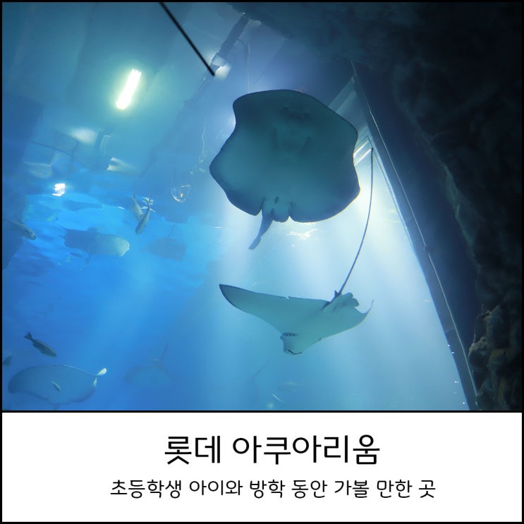  슬기로운 방학생활 2탄 : 잠실 롯데 아쿠아리움 방학에 가볼만한 곳