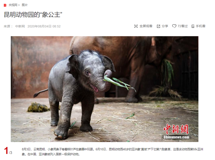 "쿤밍 동물원의 코끼리 공주님" CCTV HSK 생활 중국어 신문 기사 뉴스 공부