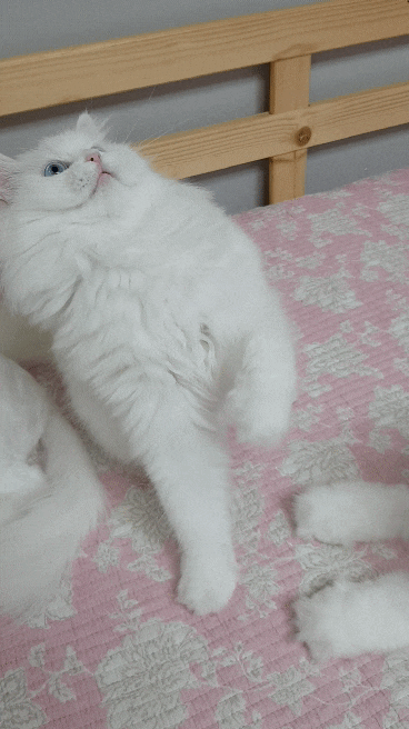  [고양이야기]랜선집사! 고양이일상! 고양이랑놀아요.