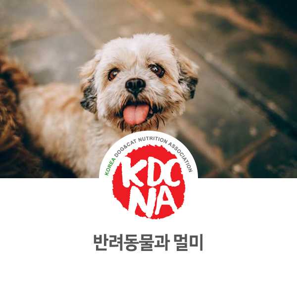  [강아지 고양이 유용한 정보] 반려동물 멀미 대처하기_576
