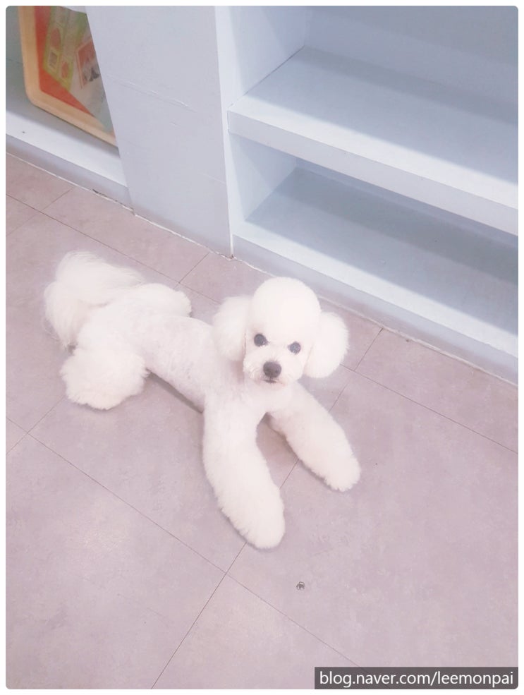루이비숑, 거기서 뭐해? 루이비숑, 거기서 뭐해?