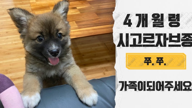 입양완료. 시고르자브종 쭈쭈 이제는 입양갈 수 있어요. 가족이 되어주세요. 꽃길만 걷자. 입양완료. 시고르자브종 쭈쭈 이제는 입양갈 수 있어요. 가족이 되어주세요. 꽃길만 걷자.