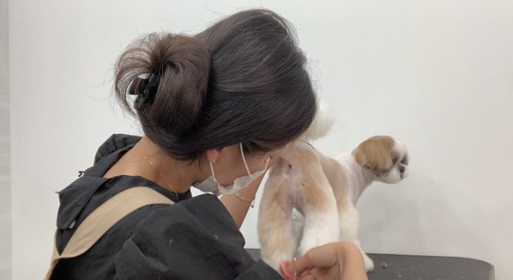  츄츄살롱[부산시츄미용/북구시츄미용/시츄스포팅/부산북구시츄미용/부산시츄미용/북구애견미용/구포시츄미용/덕천시츄미용/시츄스포팅미용/만덕시츄미용/부산애견미용잘하는곳/부산북구애견미용]