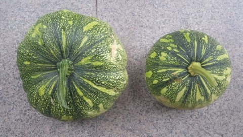  이게 무엇일까요??