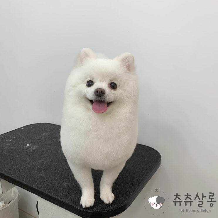  츄츄살롱[부산포메미용잘하는곳/부산포메미용/포메전체가위컷/부산애견미용/부산북구애견미용/덕천애견미용/구포애견미용/화명동애견미용/만덕애견미용/부산애견미용추천/부산애견미용잘하는곳]