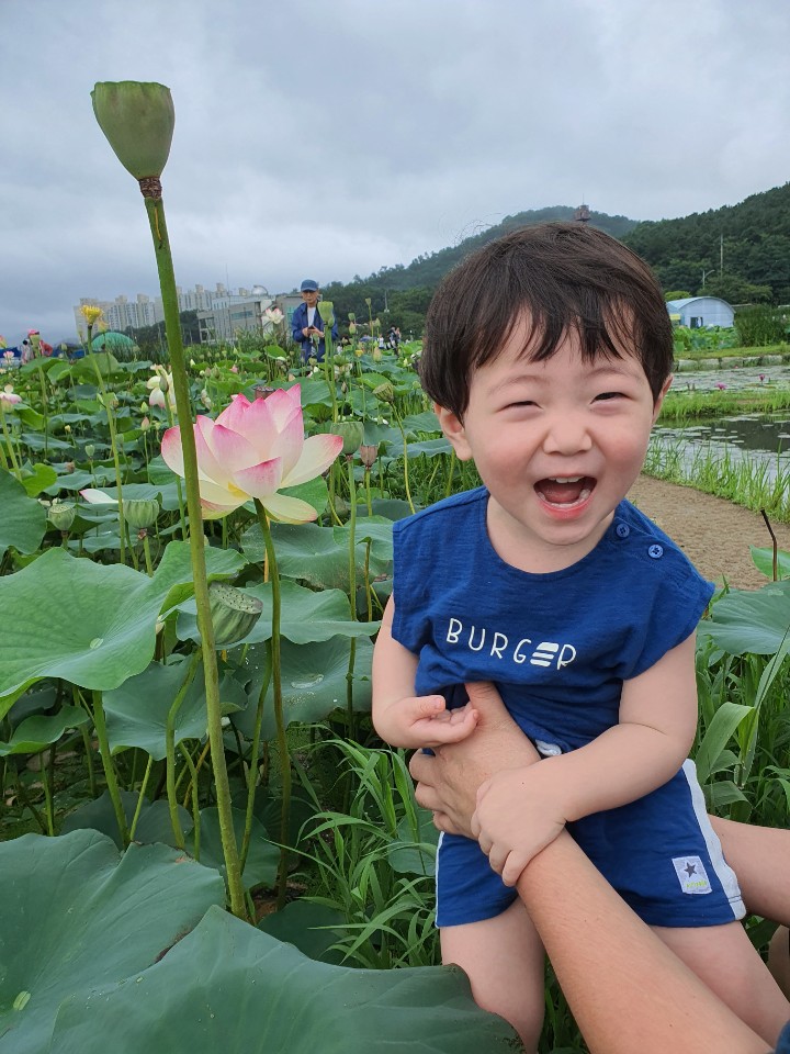 (시흥)연꽃테마파크 관곡지 나들이