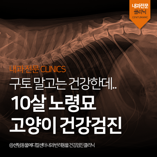 [노령묘전문진료] 고양이 정밀 건강검진 (부산 동물병원)