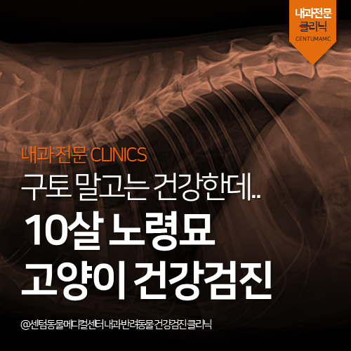 [노령묘전문진료] 고양이 정밀 건강검진 (부산 동물병원)