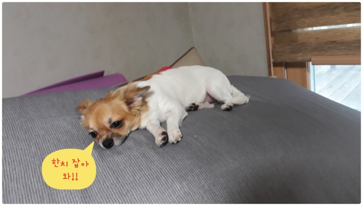  제주도 한치낚시 한치가 금치가 된 이유 필독