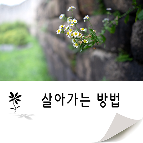  꽃이 피는 자리에는 이유가 있습니다.