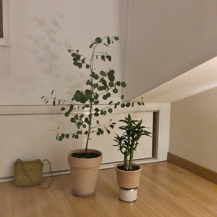 예쁜 내방3, 방꾸미기, 마메드랑