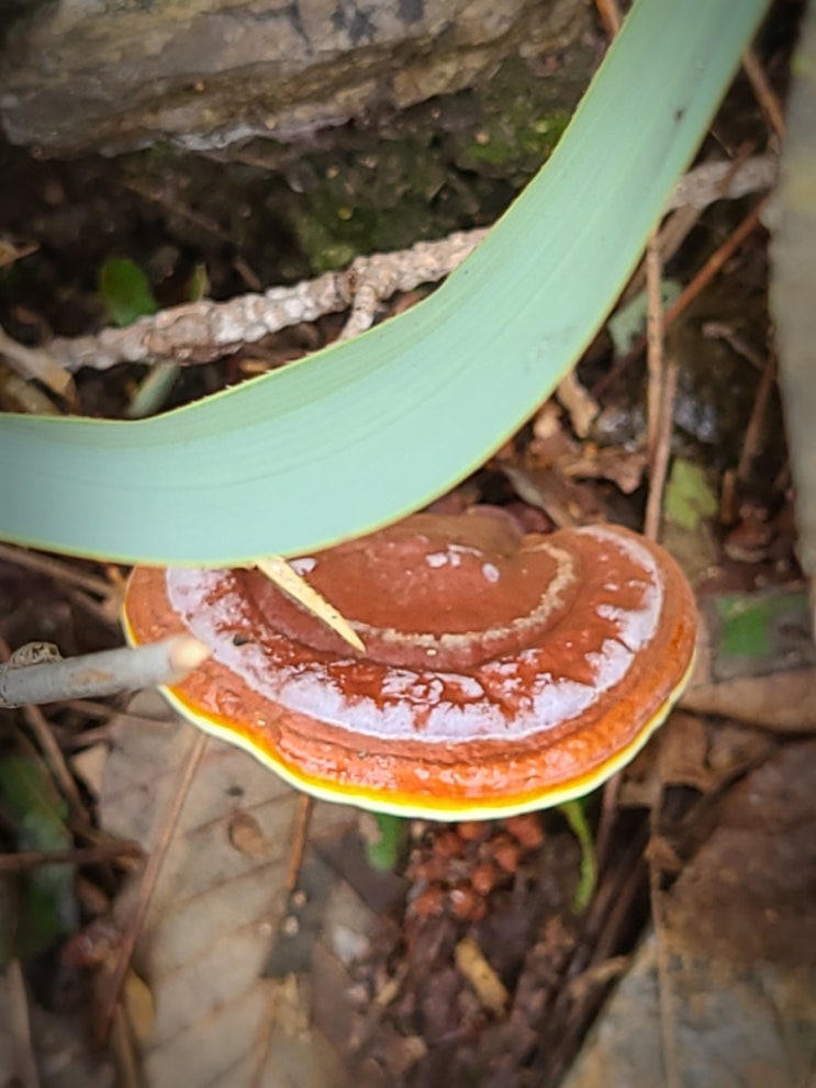  추월산에서 만난 야생화(원추리, 칡꽃), 버섯(말장버섯, 영지버섯), 민달팽이, 육지달팽이, 두꺼비)