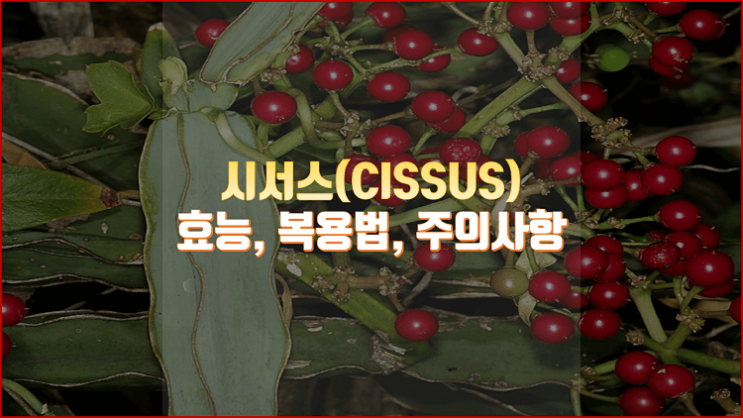  체중감소에 도움이 된다던 "시서스" 효능, 복용법, 주의사항