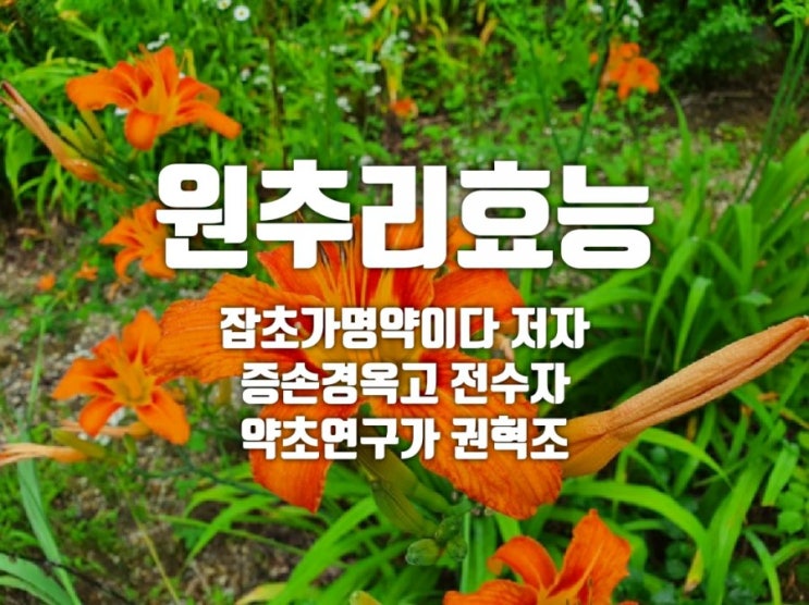  원추리효능