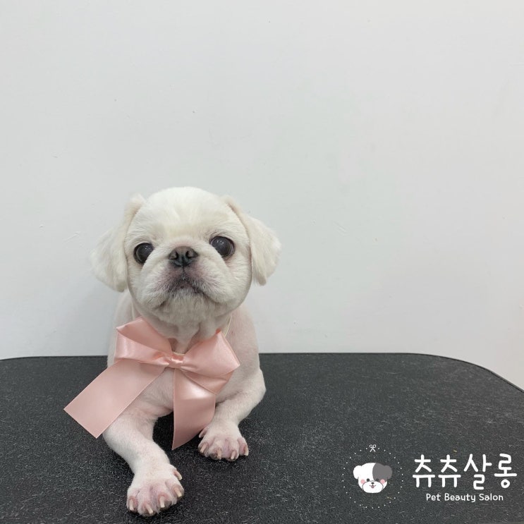  츄츄살롱[부산북구애견미용/부산페키미용/페키미용잘하는곳/부산애견미용/북구애견미용/덕천애견미용/구포애견미용/화명애견미용/만덕애견미용/화명동애견미용/부산오픈애견미용실/부산애견미용실추천]