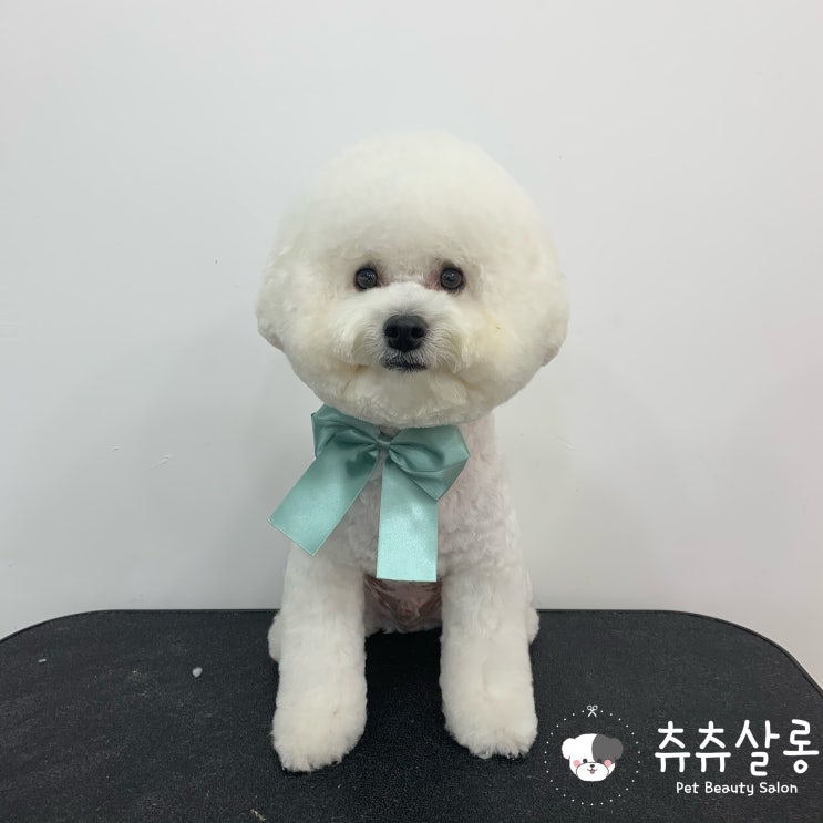  츄츄살롱[부산북구애견미용/북구애견미용/비숑스포팅/부산비숑하이바/덕천비숑미용/만덕애견미용/부산북구비숑미용/덕천비숑미용/구포비숑미용,만덕비숑미용,부산비숑미용/부산애견미용잘하는곳]