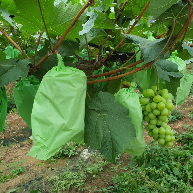  여름휴가 가볼만한곳 천안 샤인머스캣 병귄네포도농장 수확체험