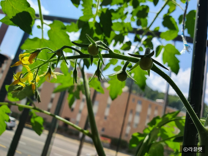[스위스 재배일지] #3 포마토의 첫 감자 새싹 + 쥬키니 호박, 오이, 콜라비의 성장 과정 (재배 4-6주차)