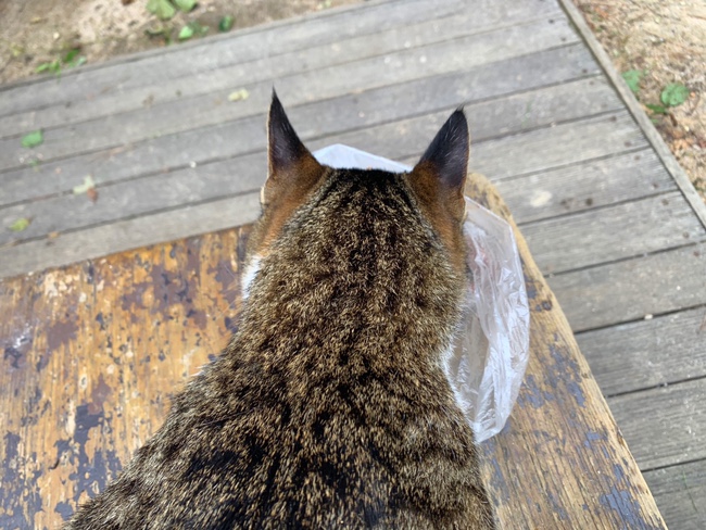  일상 | 옥녀봉 산냥이