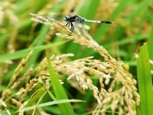  입추(立秋) - "늦여름이  며칠쨰 비커튼을 쳤다  커튼 치고  뭘 했을까 궁금했는데"