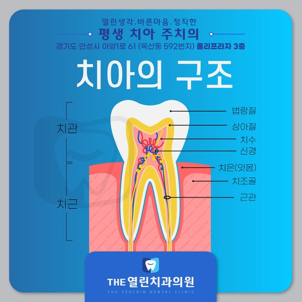 안성추천치과에서 충치진행과정 알려드려요! : 네이버 블로그