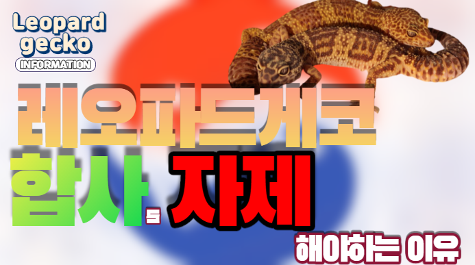  |ZKR| 레오파드게코 아직도 "합사"시키세요!?