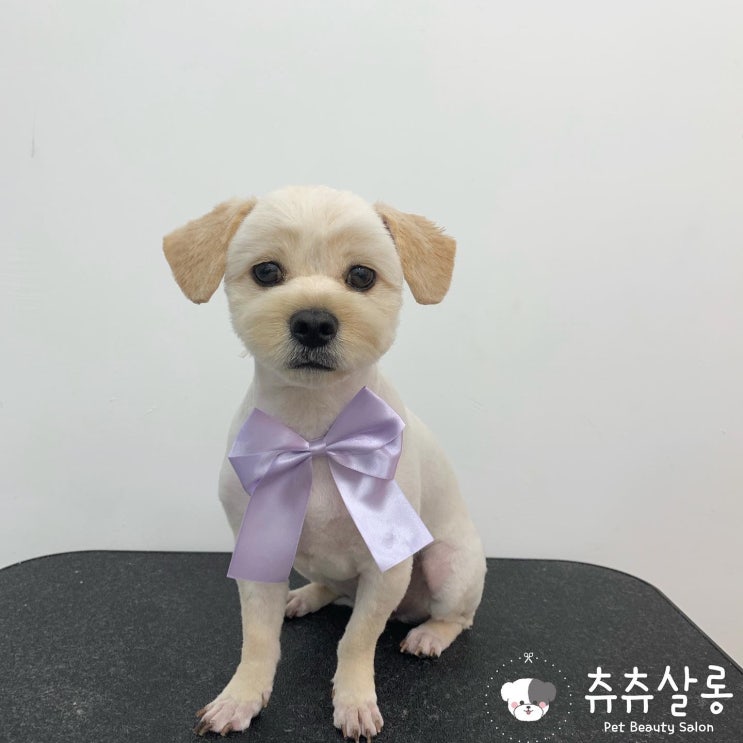  츄츄살롱[부산북구애견미용/부산애견미용/북구애견미용/구포애견미용/덕천애견미용/화명애견미용/만덕애견미용/화명동애견미용/하이브리드견/부산애견미용추천/부산애견미용잘하는곳/부산오픈애견미용]