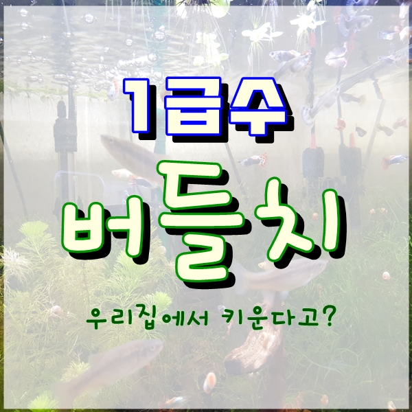  키너블 프로젝트 1기_3일차 시골 냇가에서 잡아온 1급수 버들치 어항에서 키울 수 있을까?