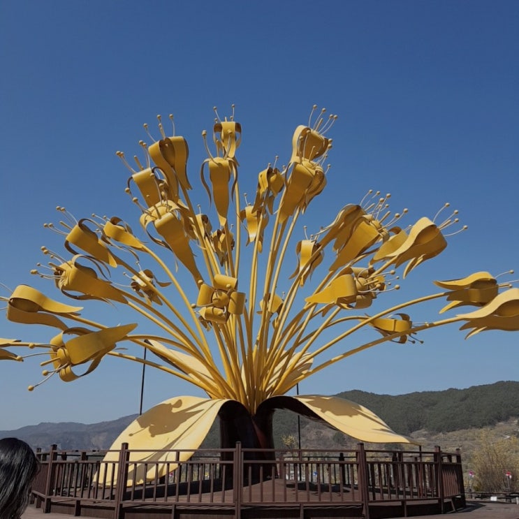  전남 꽃 축제, 구례 산수유 꽃축제 with 섬진강 재첩국수