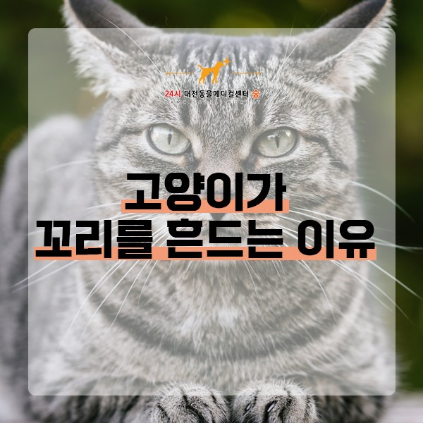 고양이가 꼬리를 흔드는 이유 / 고양이 꼬리 언어 [24시 대전동물메디컬센터 숲] : 네이버 블로그