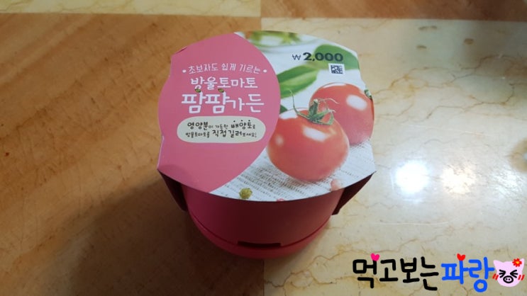  [다이소] 내돈내산 방울토마토 팜팜 가든, 나도 쉽게 기를까!?
