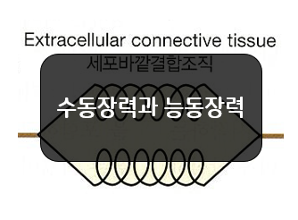 수동장력(Passive Tension)과 능동장력(Active Tension)!!