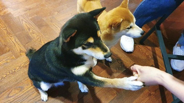  애견 카페_귀염둥이 시바견 카페 더 미쓰리