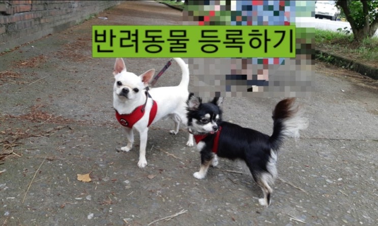  정말로 사랑하나요?반려견 등록 필수에요!!!
