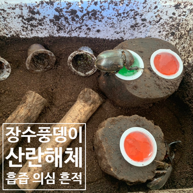  장수풍뎅이 산란해체, 흡즙 의심 흔적