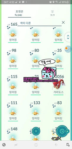  선물내역 포켓몬고 잉어킹 커뮤니티데이 황금잉어킹이 풍년 갸라도스스킬