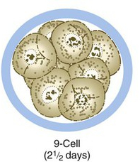  배란 3일째 (임신 2주 3일) : 이건 임신인가? 배란 후 증상인가?
