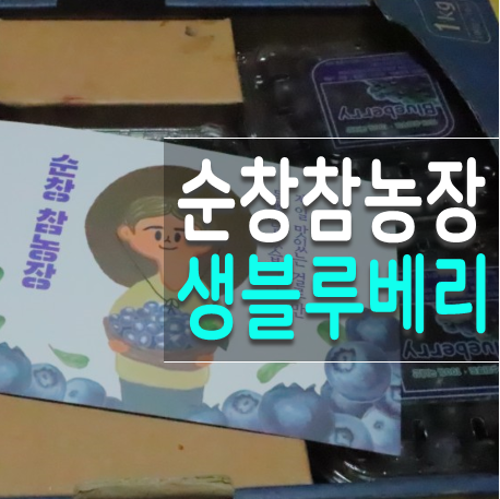  순창 블루베리 순창참농장 국내산 생블루베리 추천