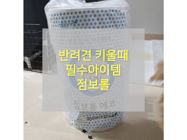  [반려견 필수아이템] : 일반 휴지보다 저렴한 깨끗한나라 점보롤 에코 사용후기