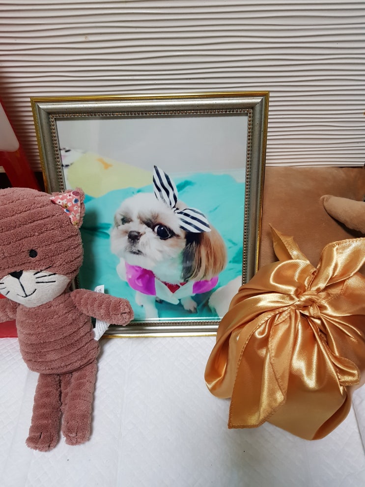  0807..막내딸...짱이를 가슴에 묻다.