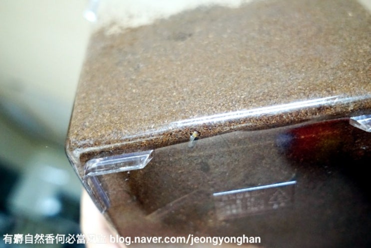 사슴벌레 키우기(5) - 산란세팅 4주 경과(산란해체는 언제?) 사슴벌레 키우기(5) - 산란세팅 4주 경과(산란해체는 언제?)