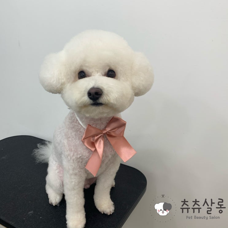  츄츄살롱[부산북구애견미용/화명동애견미용/만덕애견미용/부산비숑/덕천비숑/구포비숑/부산북구비숑/부산북구비숑미용/덕천비숑미용/구포비숑미용/부산비숑미용/덕천비숑미용/부산북구비숑미용]