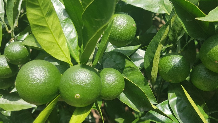 제주도 청귤(풋귤) 청귤청 만들기