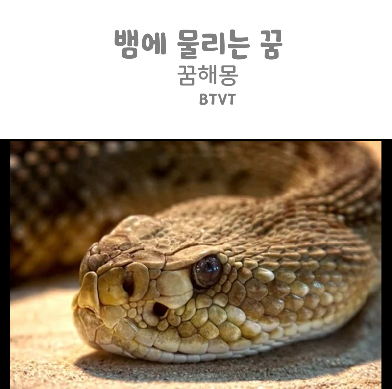 뱀한테 물리는 꿈 해몽(독사/뱀에 쫓기는/뱀을 먹는 뱀꿈)