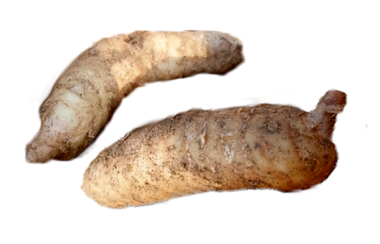  '천마'는 천가지 질병을 치료한다는 뜻이라네요~