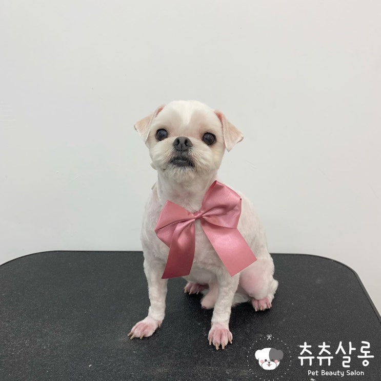  츄츄살롱[부산북구애견미용/부산애견미용/북구애견미용/덕천애견미용/덕천말티미용/부산북구말티미용/구포말티미용/부산말티즈미용/부산말티미용추천/덕천말티즈/부산애견미용잘하는곳/화명동애견미용]