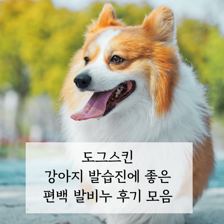 강아지 발습진 간단 해결법