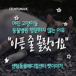  [동물뉴스]어린 고양이들, 동물병원 방문하지 않는 이유 "아픈 줄 몰랐어요"